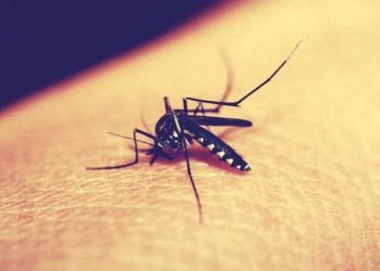 Can dengue provide immunity against Covid-19 – A new study says so