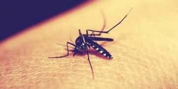 Can dengue provide immunity against Covid-19 – A new study says so