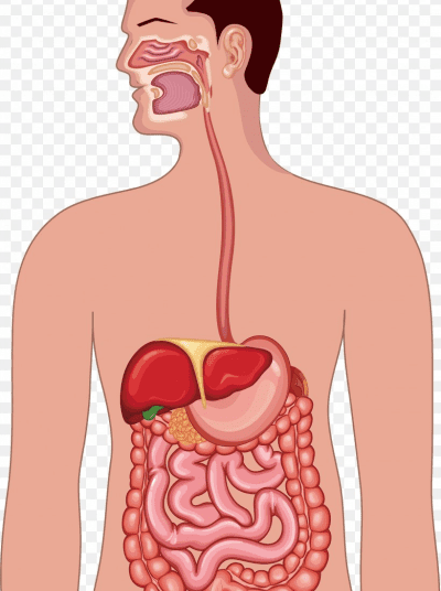 30% severely infected patients after recovery have post-Covid digestive issues