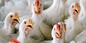 Bird flu confirmed in Delhi & eight other states