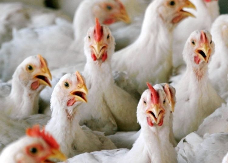 Bird flu confirmed in Delhi & eight other states