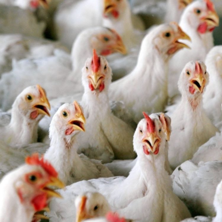 Bird flu confirmed in Delhi & eight other states