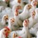 Bird flu confirmed in Delhi & eight other states