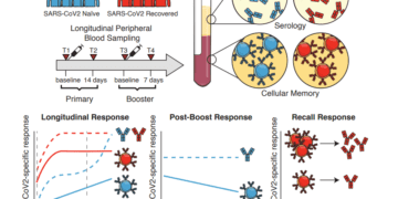 Those who had COVID-19 may only need one vaccine dose, study suggests