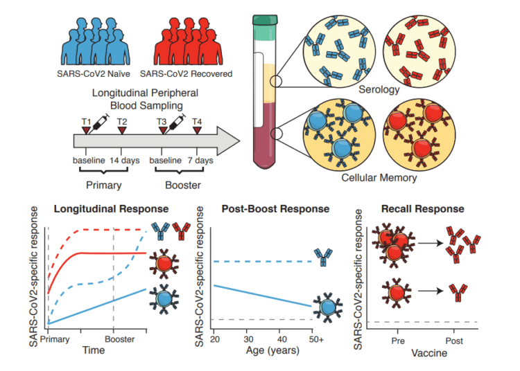 Those who had COVID-19 may only need one vaccine dose, study suggests