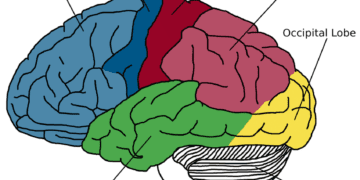 New study reveals where memories of familiar places are stored in the brain