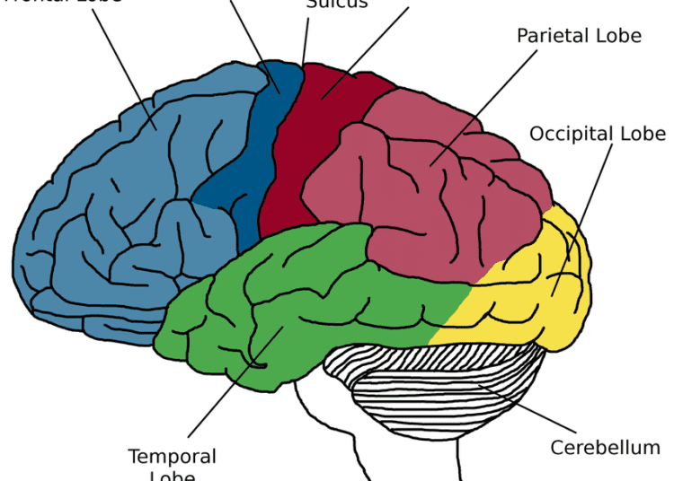 New study reveals where memories of familiar places are stored in the brain