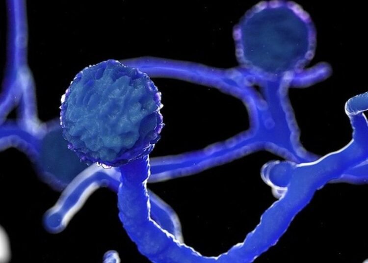 India to have more than sufficient stock of Liposomal Amphotericin B drug: Mansukh Mandaviya