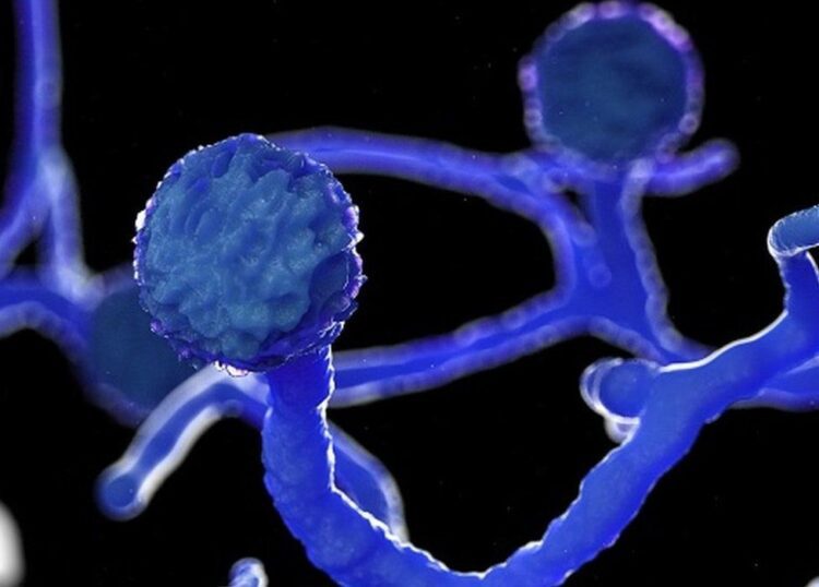 India to have more than sufficient stock of Liposomal Amphotericin B drug: Mansukh Mandaviya