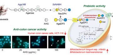 New health benefits of red seaweeds unveiled