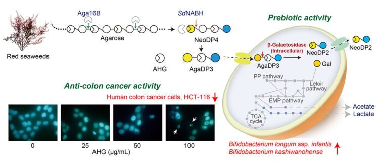 New health benefits of red seaweeds unveiled