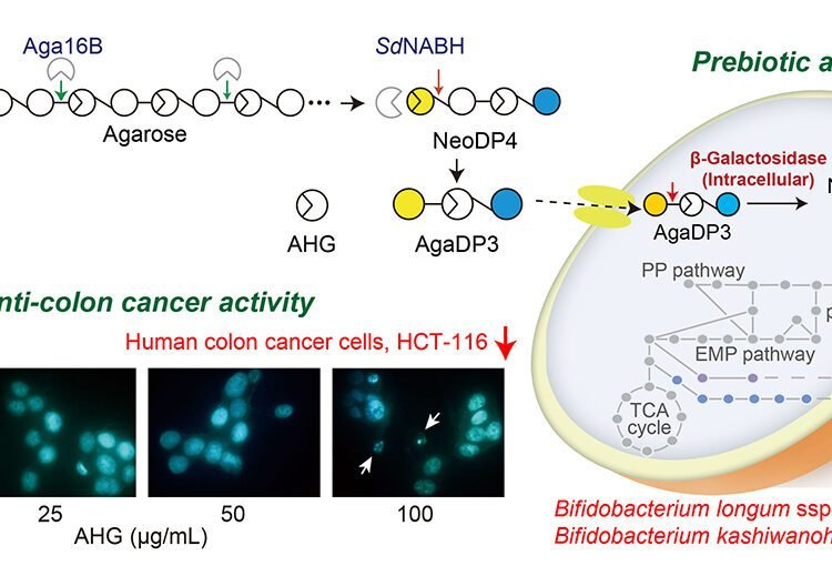 New health benefits of red seaweeds unveiled