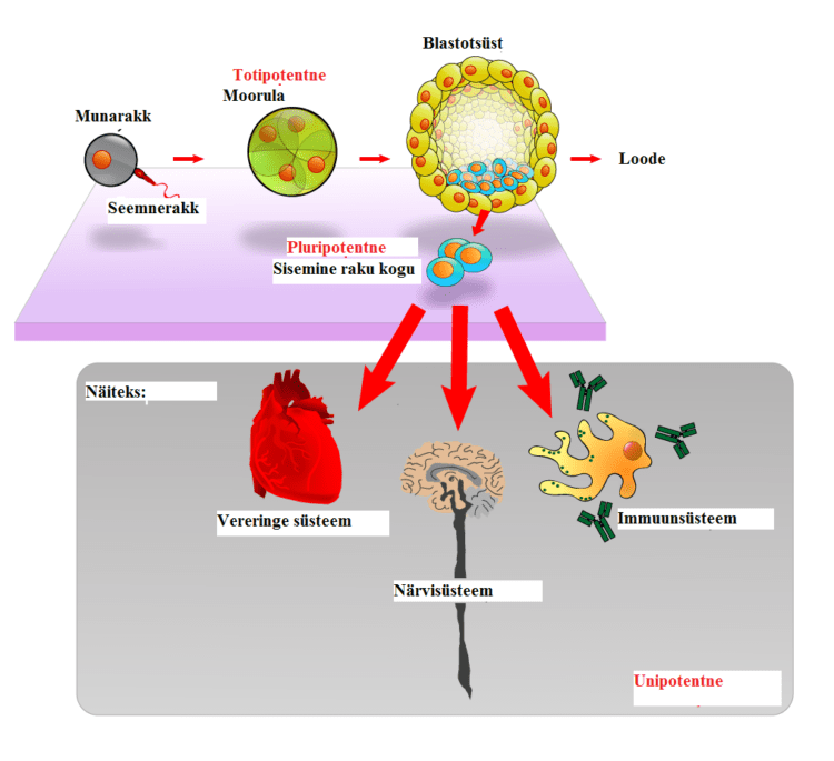 First CAR-T cell therapy conducted at ACTREC, Tata Hospital in Mumbai