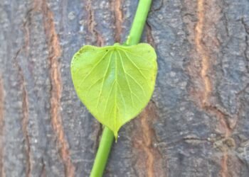 Relating Giloy to liver damage is completely misleading says Ministry of Ayush