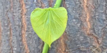 Relating Giloy to liver damage is completely misleading says Ministry of Ayush