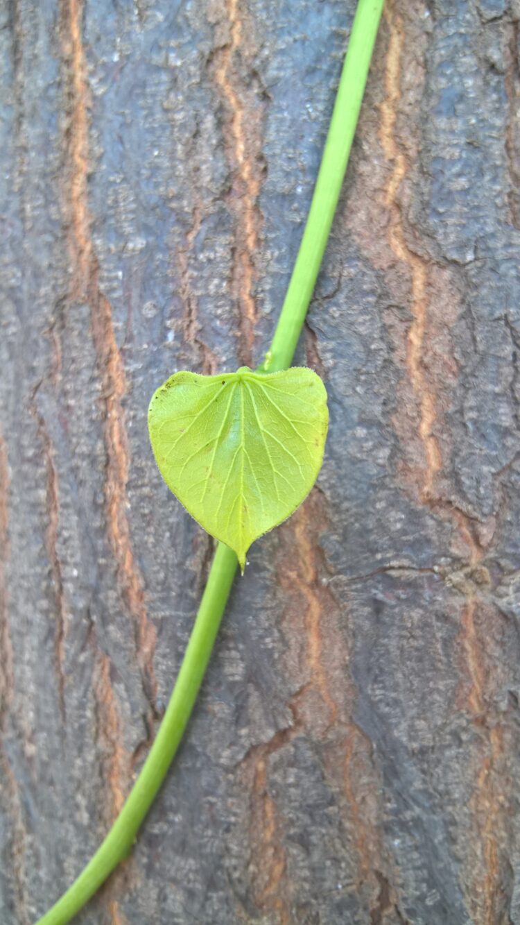 Relating Giloy to liver damage is completely misleading says Ministry of Ayush