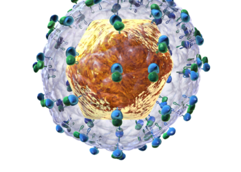 Regular screening for Hepatitis every six months can prevent serious liver ailments