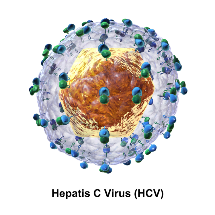 Regular screening for Hepatitis every six months can prevent serious liver ailments