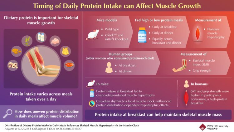 Championing chrononutrition with protein, the morning elixir for muscle growth