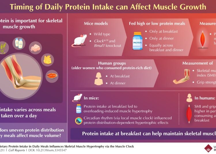 Championing chrononutrition with protein, the morning elixir for muscle growth
