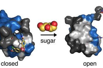 Synthetic hinge could hold key to revolutionary ‘smart’ insulin therapy