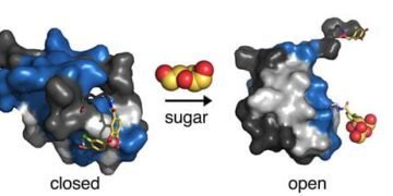 Synthetic hinge could hold key to revolutionary ‘smart’ insulin therapy