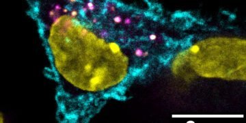 A stealthy way to combat cancerous tumours