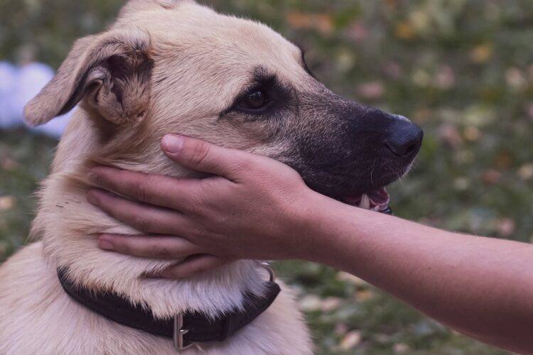 Do pets have a positive effect on your brain health?