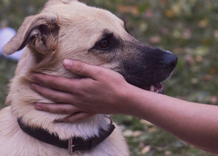Do pets have a positive effect on your brain health?