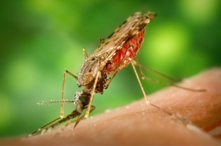 World Malaria Day: Know all about Malaria, prevention measures, vaccine & treatment