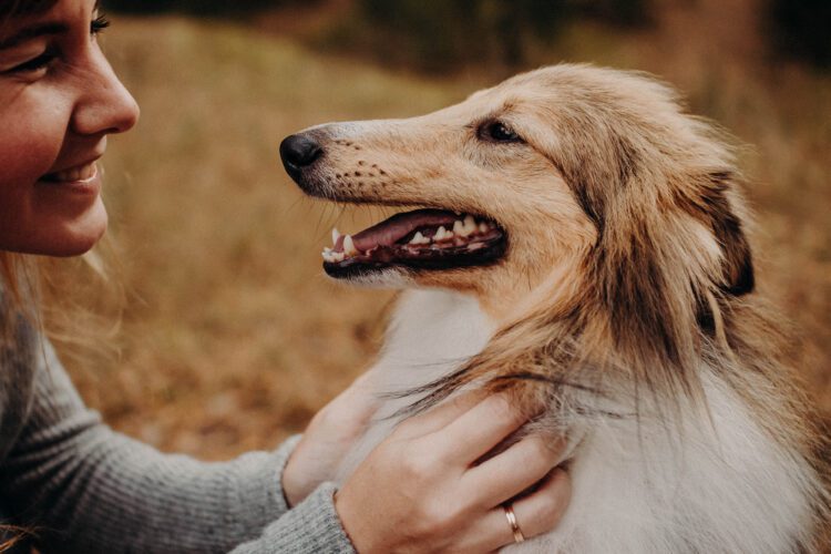 Petting dogs engages the social brain, according to neuroimaging