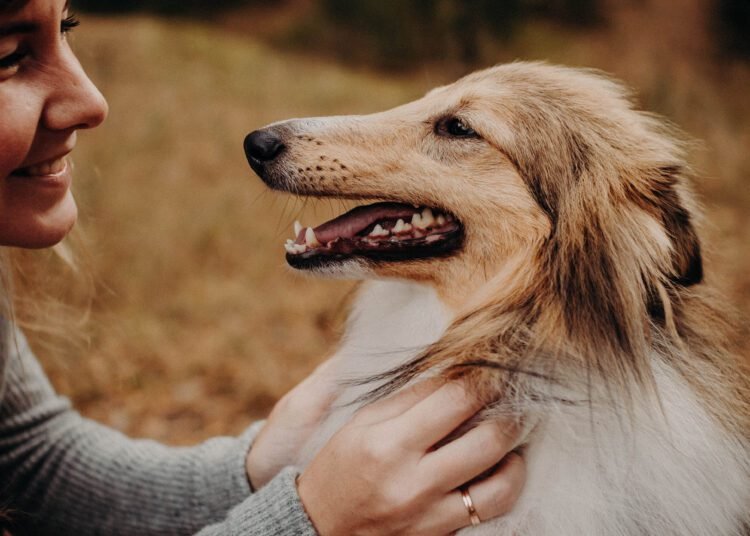 Petting dogs engages the social brain, according to neuroimaging