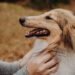 Petting dogs engages the social brain, according to neuroimaging
