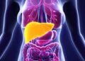 Protein Craze Raises Concerns Over Liver Health: Experts Warn