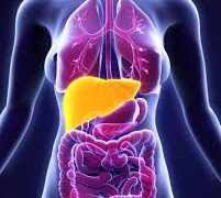 Protein Craze Raises Concerns Over Liver Health: Experts Warn