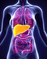 Protein Craze Raises Concerns Over Liver Health: Experts Warn