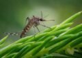 World Mosquito Day: Focus on Prevention and Early Diagnosis