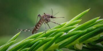 World Mosquito Day: Focus on Prevention and Early Diagnosis