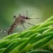 World Mosquito Day: Focus on Prevention and Early Diagnosis
