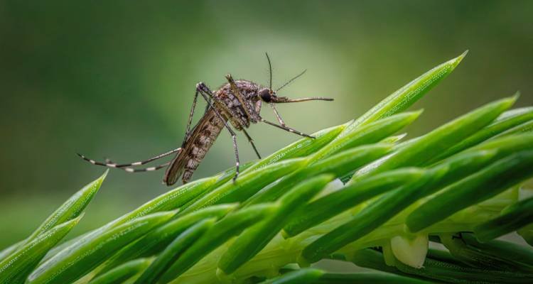 World Mosquito Day: Focus on Prevention and Early Diagnosis