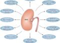 Diabetes linked to changes in kidney function and electrolyte levels study finds