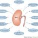 Diabetes linked to changes in kidney function and electrolyte levels study finds