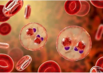 New Study Reveals how parasite hijacks immunity, points to experimental treatment