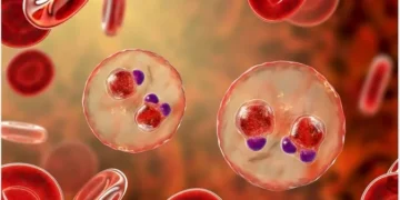 New Study Reveals how parasite hijacks immunity, points to experimental treatment