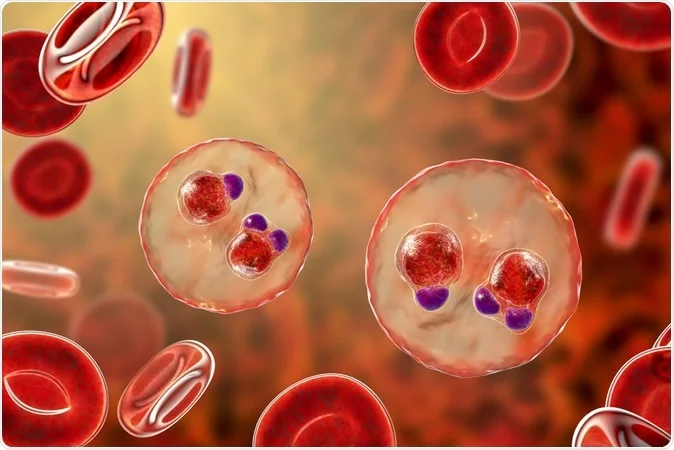 New Study Reveals how parasite hijacks immunity, points to experimental treatment