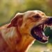 Chile eliminates dog-transmitted rabies