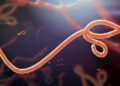 African Union urges urgent action to contain Ebola Outbreak across Africa