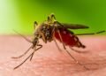 West Nile virus cases rise across 45 US states raising Neurological health concerns
