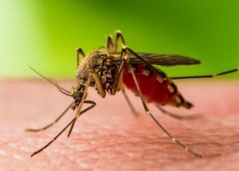 West Nile virus cases rise across 45 US states raising Neurological health concerns