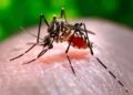 Jalandhar records 28 Dengue cases rural areas more affected